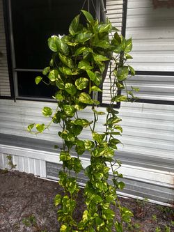 Golden pothos