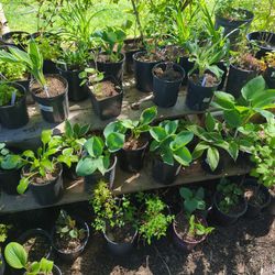 Hostas And Other Plants