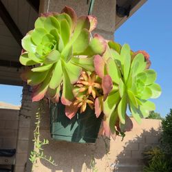 Hanging Suculent Plant