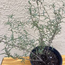Rosemary Plant 🪴
