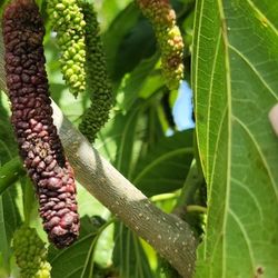 Pakistan Long Mulberry Tree 
