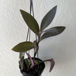 Tradescantia Purple Heart 💜 