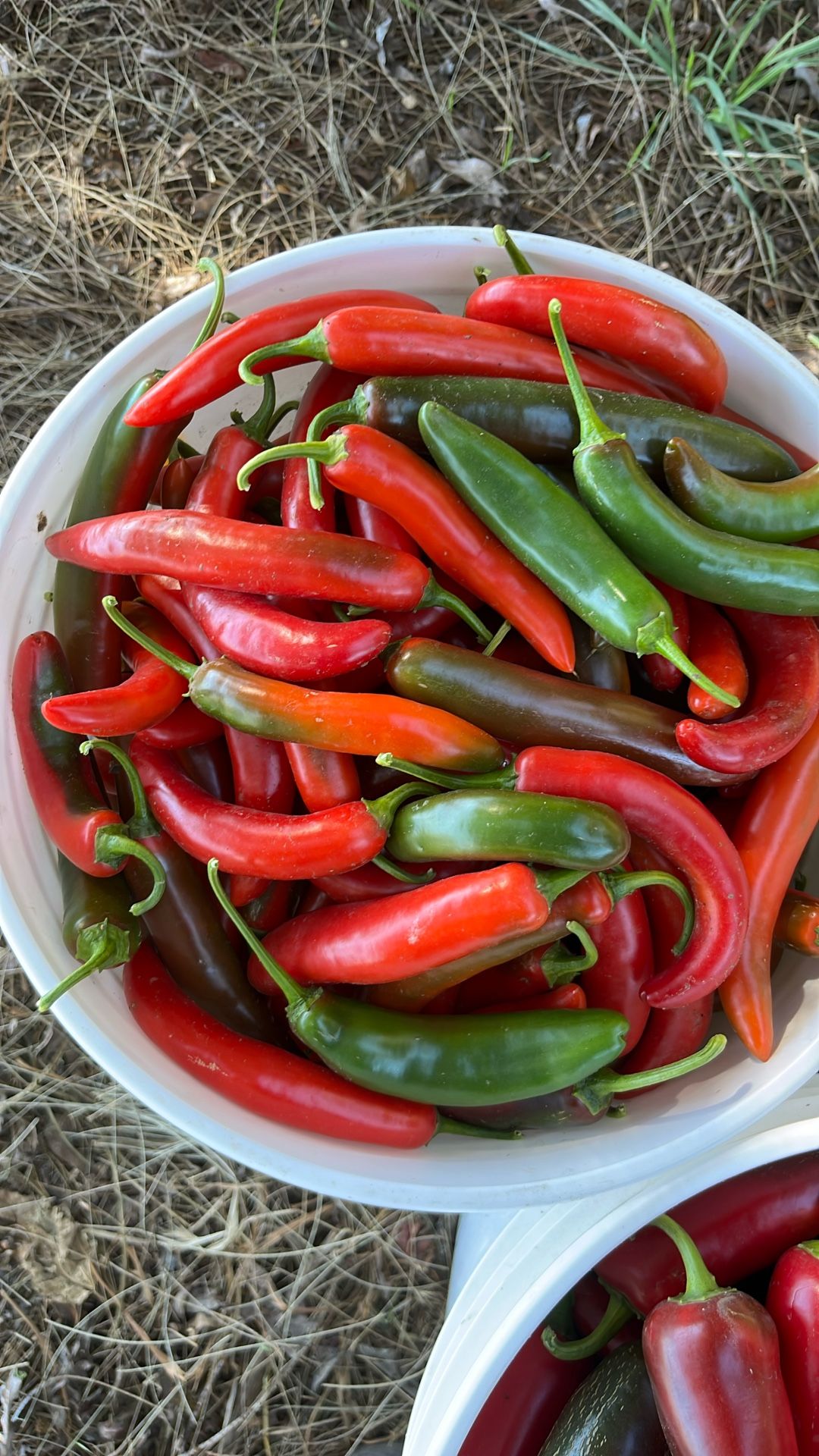 Chile Serrano