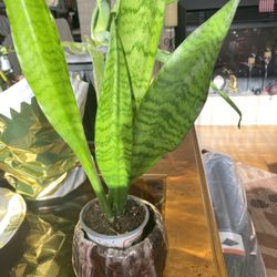 Plant Snake For Home