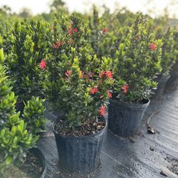 Dwarf Ixora Plants