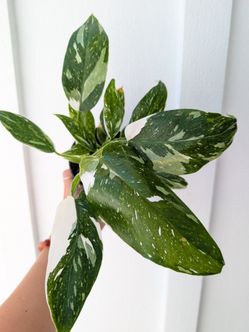 Philodendron White Wizard Plant 4" Pot - Indoor House Plants