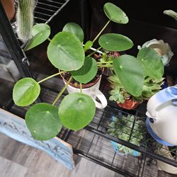 Pilea,chinese Money  Plant 