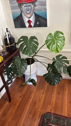 Monstera Delisiosa with ceramic pot