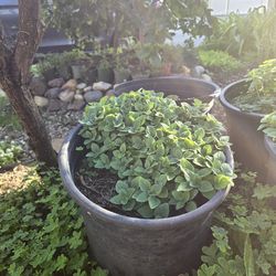 Greek Oregano (Origanum vulgare 'hirtum' ), $15 each for 5 gallon pot.