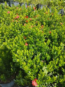 Ixora on sale! $6