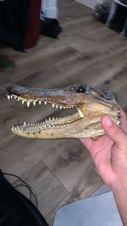 Alligator Decorative Head