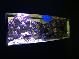 Fish tank $1250