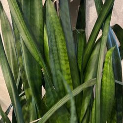 Huge Luscious Snake Plant