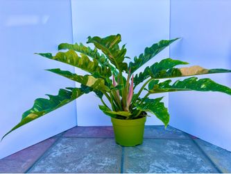 Variegated ring of fire Philodendron in 6” pot