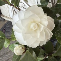 Camelia Plant flower 