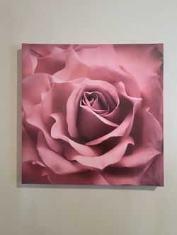 Pink Rose Close-Up Canvas Wall Art