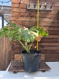 Monstera