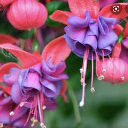 4” Fucshia Plant (first Pic Is Reference )