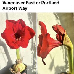 Amaryllis  Indoor Plant