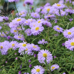 Aster Plant
