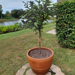 Lime Tree Plant In A Large Terra Cotta Pot 