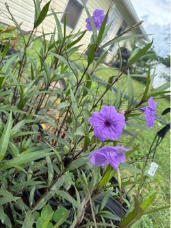 Mexican Petunias ( color white and purple)