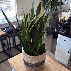 Snake Plant 