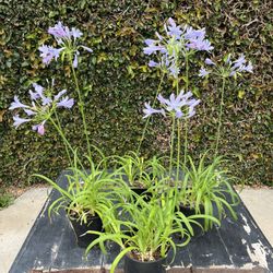 Plants 