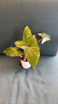 Syngonium Albo