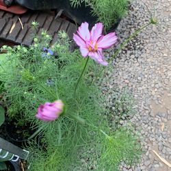 Mexican Cosmos Perennial