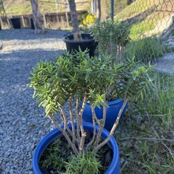 Free Succulents Free Plants With Roots