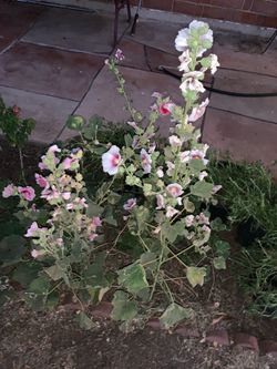Pink and White Hollyhocks Flowers Flower Plants
