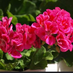 Hot Pink Mallow Plants  🪴🌸