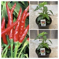 $10 Each Spicy Hot Thai Dragon Pepper 🌶️ Peppers Chili Veggie