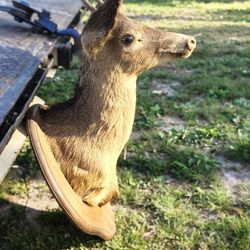 Deer Head 
