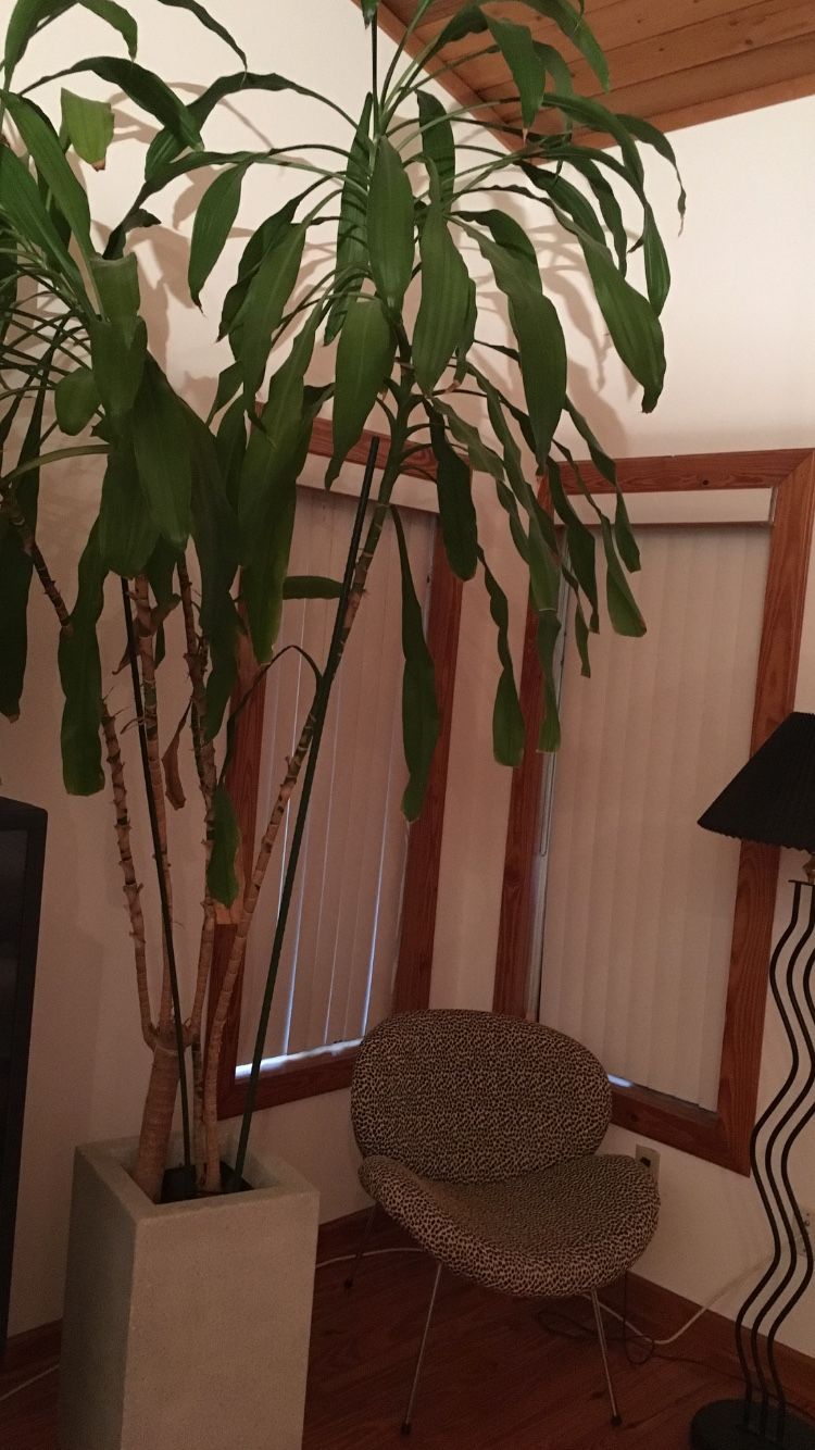 Real House Plant 10ft