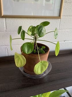 Pilea Peperomioides Chinese Money Plant in pot