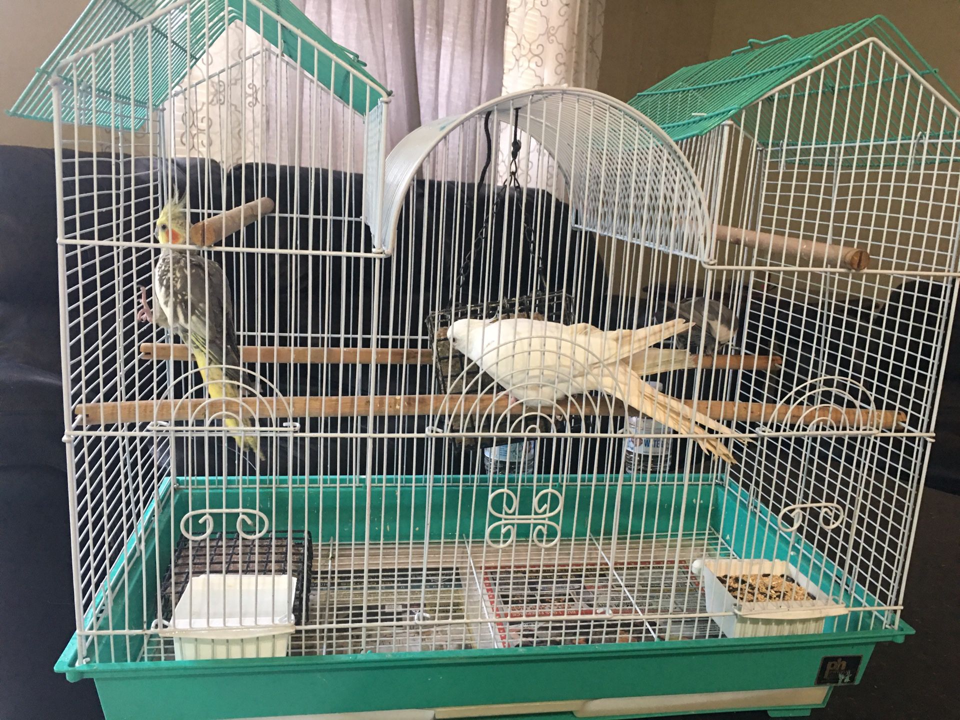 3 bird with a cage