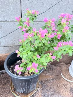 Bougainvillea plant in 5 gallon pots