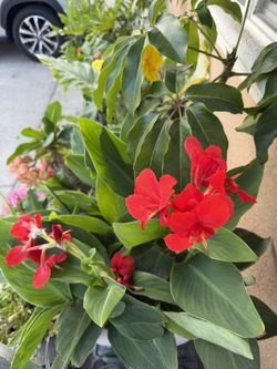 Red & Yellow Canna Lily