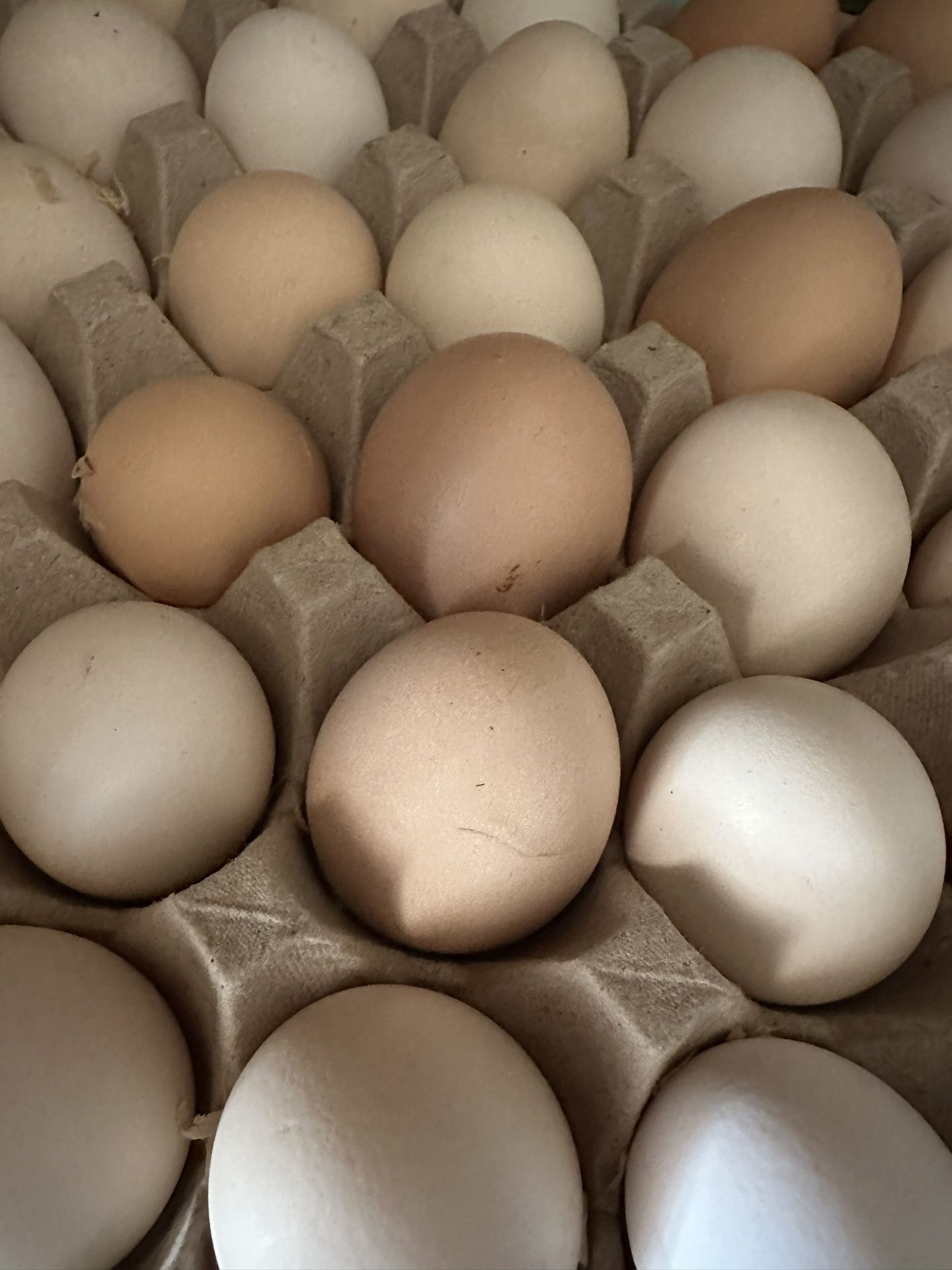 Eggs