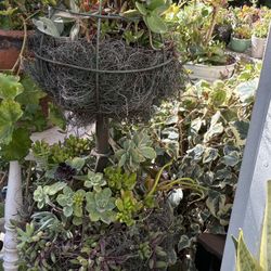 Three Ball Topiary Type Of Planters 