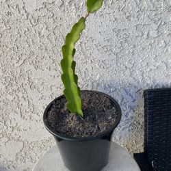 1.5 Gallon Pot Cactus Fruit Plant - Selenicereus Undatus - Dragon Fruit - Rooted & Established - Drought Resistant - 🪴