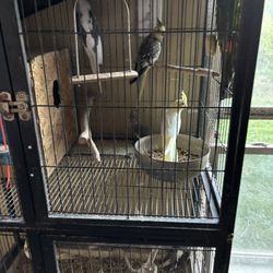 Cage For Bird 