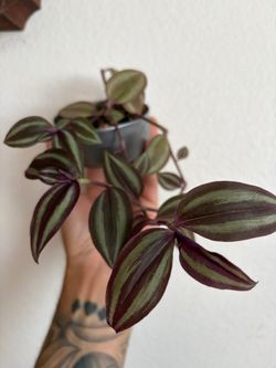 Tradescantia Zebrina in up cycled tin pot