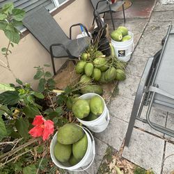coconuts for sale 