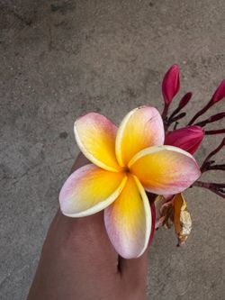 Cutting plumeria