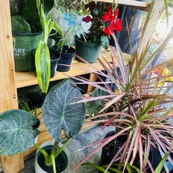 Indoor Plants $10.-$15 Ea Or Less 
