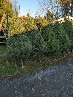 Fresh Cut Xmas Trees 