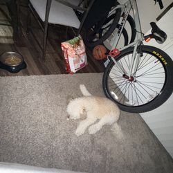 Se Bike